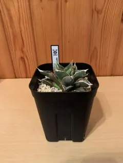 アガベ チタノタ 豆豆龍錦　痘痘龍錦　希少種 アガベチタノタ】痘痘龍(豆豆龍)の育て方や増やし方｜ブツブツ系