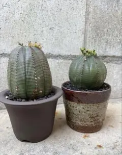 オベサ　種子　19粒のサムネイル