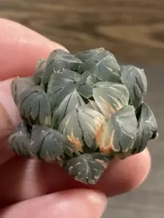 ば*ー様 ハオルチア オブツーサ錦 水中月