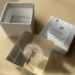 ウサギノネドコ　ソラキューブ　sola cube　タンポポ（4cm）