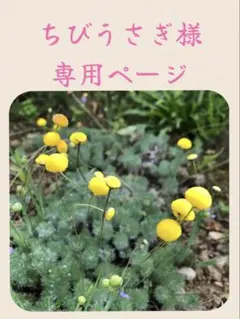 銀葉陽炎草　山野草　専用ページ　匿名配送