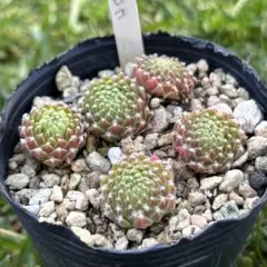 2025年最新】センペルヴィウムの人気アイテム - メルカリ