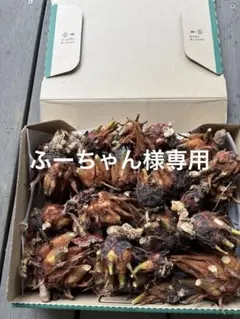 ふーちゃん様専用