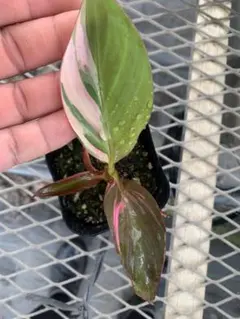 夏セール珍種 Hoya Kentiana ホヤ ケンティアナ 外斑入サクララン