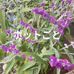 休止中 速達 農薬不使用 コモンセージ ポットごと 苗 キッチンハーブ