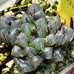 し*字様 紫王オブツーサ錦　超美株　ハオルチア　観葉植物　C11