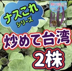 中国野菜 紅尖叶香莴笋 箱込み700g 茎レタス 山くらげ 莴苣 ステム