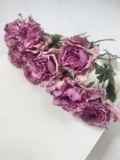 ドライフラワー バラ ピンク10本セット　薔薇