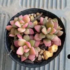 ふぁんふぁん様 リクエスト 5点 まとめ商品