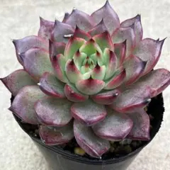 ルシ (即購入NG)様 リクエスト 3点 まとめ商品