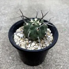 ギムノカリキウム バッテリー 一本刺＋狂刺 実生のサムネイル