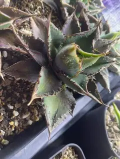 2026年最新】豆豆龍 アガベの人気アイテム - メルカリ