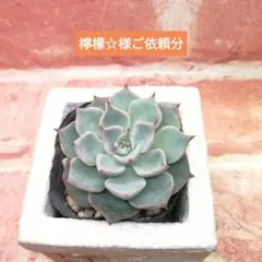 檸檬☆様ご依頼分 リラシナ×ざわわ 多肉 エケベリア