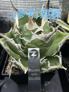 2026年最新】イラン アガベの人気アイテム - メルカリ