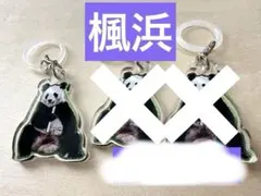 アドベンチャーワールド パンダファミリーのマルチチャーム 楓浜 めじ