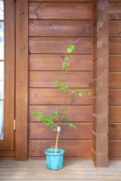 白樺の鉢植え No.25 樹高117cm 送料込 - メルカリ