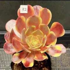20#観葉植物 アエオニウム錦❤️リバーストーン❤️ 1大頭9小頭17cm 拔