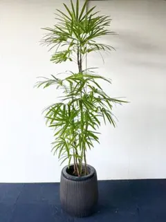 2026年最新】シュロチクの人気アイテム - メルカリ