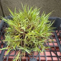 斑入り風知草根洗盆栽 風知草 山野草盆栽 - メルカリ