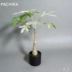 2025年最新】パキラミルキーウェイの人気アイテム - メルカリ