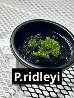 ビー様 リクエスト 3点 まとめ商品