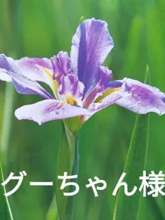 グーちゃん様専用ページです。