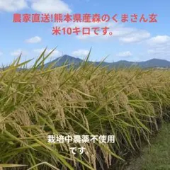 農家直送!熊本県産森のくまさん玄米10キロ栽培中農薬不使用です。
