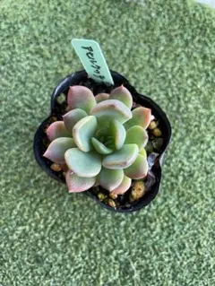 2025年最新】ロウルサンコの人気アイテム - メルカリ