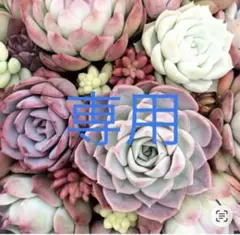 エルママ様 リクエスト 2点 まとめ商品