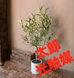 三角葉アカシア 大型 200cm❗花付き❗ 綺麗な樹形 シルバーリーフ 10号