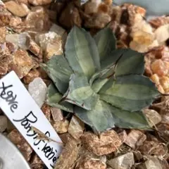 2025年最新】アガベ パリー 姫吉祥天の人気アイテム - メルカリ