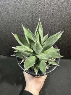 アガベ　笹の雪　極上　天平タイプ　検索　パリーハイブリッド　リップルエフェクト 2025年最新】笹の雪 ハイブリッドの人気アイテム - メルカリ