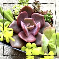 ダスティローズ　多肉植物　抜き苗　セット　セダム　詰め合わせ　エケベリア
