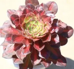 多肉植物 アエオニウム アエオニウム属 玉姿 Yuzi 群生 - メルカリ