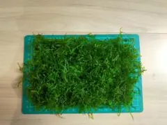 ウィーピングモス 50g 無農薬 無害虫のサムネイル