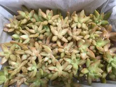 多肉植物　銘月　約60カット苗