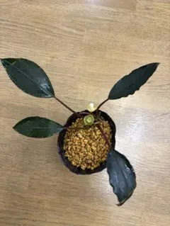 2026年最新】ブセファランドラ ブラックの人気アイテム - メルカリ