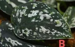 2025年最新】スキンダプサス ブラックの人気アイテム - メルカリ