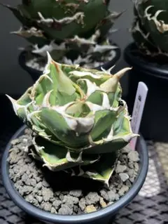 アガベ cok oc株　② アガベ チタノタ CF-002 OC子株 カキコ agave titanota - メルカリ
