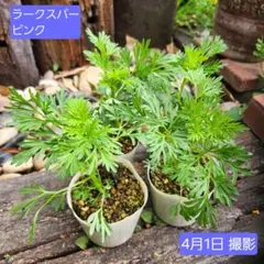 ナシオ様 リクエスト 2点 まとめ商品