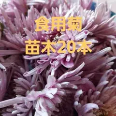 ポット発送 レア 大輪マム（アンティークな雰囲気 切り花 花束 - メルカリ