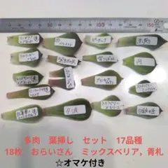 2026年最新】リンゼアナ×ざわわの人気アイテム - メルカリ