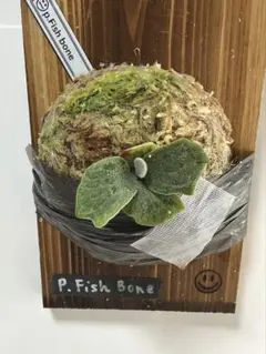 ビカクシダP.Willinckii Watchara Fish Bone pup ビカクシダP.Willinckii Watchara Fish Bone pup ビカクシダP