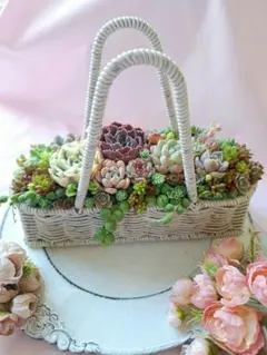 セメントパン鉢*そのまま飾れる多肉植物の寄せ植え セメントパン鉢*そのまま飾れる多肉植物の寄せ植え - メルカリ