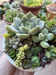 多肉植物セダムカット苗38品種♥初心者様向けオマケ付きお得セット