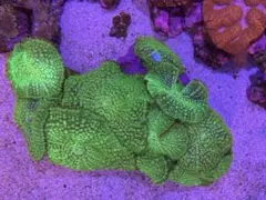 kira様専用ページ