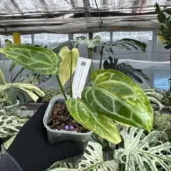 Anthurium 'Mint King' アンスリウムミントキング - メルカリ