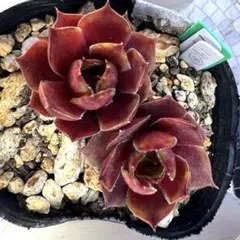 多肉植物 センペルビウム ジュエルケース No.33【青】 - メルカリ