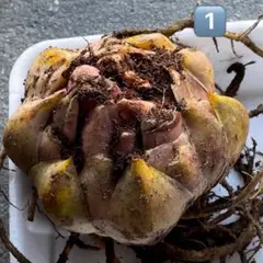 ララ様 リクエスト 2点 まとめ商品