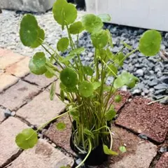 ウォーターコイン　水草　抜き苗　ウチワゼニクサ　ウォーターマッシュルームのサムネイル
